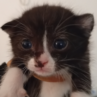 Gattino incrocio persiano