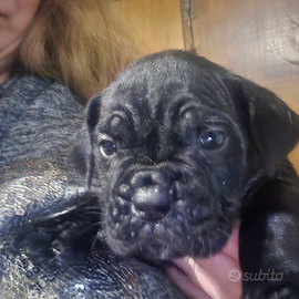 Cuccioli di cane corso