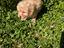 Immagine 11