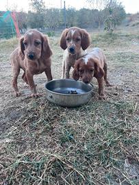 Cagnolini