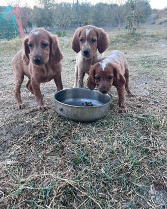 Cagnolini
