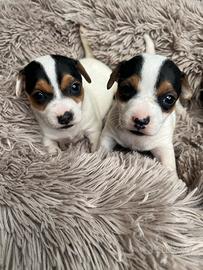 Cuccioli di jack russel