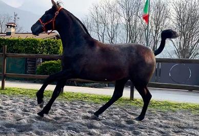 Cavalla Andalusa