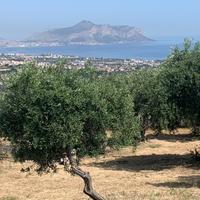 Terreno Uliveto Panoramico
