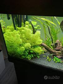 acquario juwel rio 180