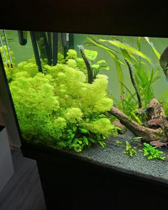 acquario juwel rio 180