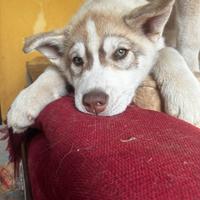 Siberian Husky