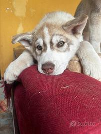 Siberian Husky