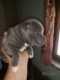 Staffordshire Bull Terrier