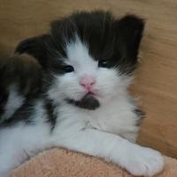 Cucciolo maine coon black&white bicolour di 4 mesi