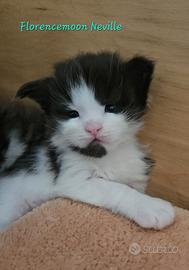 Cucciolo maine coon black&white bicolour di 4 mesi