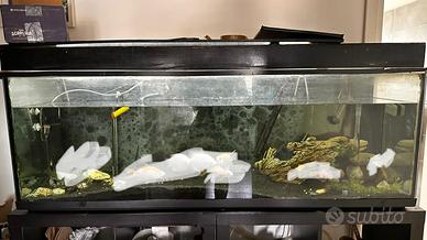 Acquario