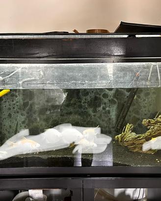 Acquario