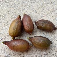 Limone caviale (finger lime) di Sicilia