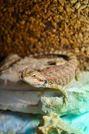 Pogona drago barbuto