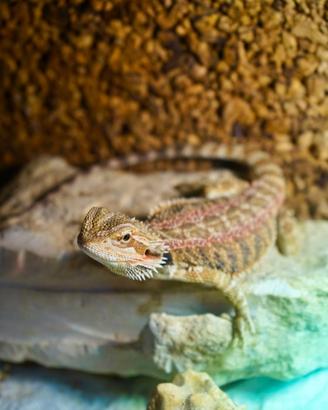 Pogona drago barbuto