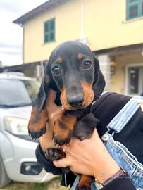 Nano nanetto bassotto