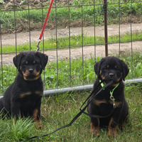 Cucciola rottweiler