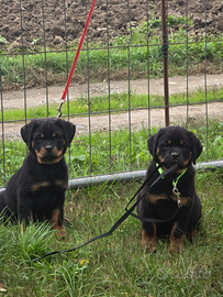 Cucciola rottweiler