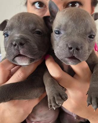 American bully pocket