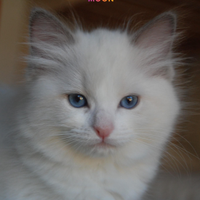 Cuccioli Ragdoll con Pedigree