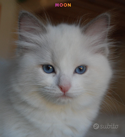 Cuccioli Ragdoll con Pedigree