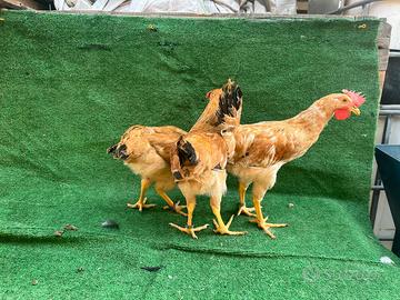 Galline Bionda piemontese