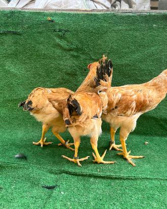 Galline Bionda piemontese