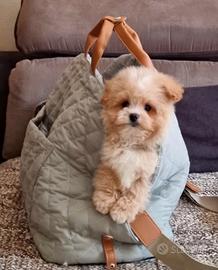 Maltipoo min8 toy maschio
