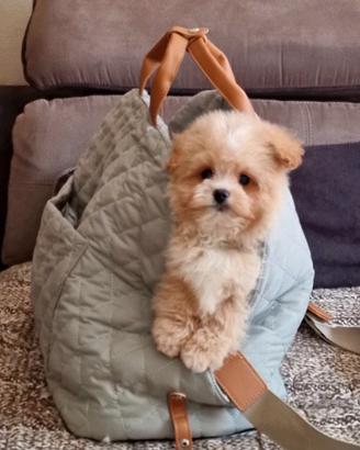 Maltipoo min8 toy maschio