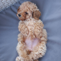 Barboncino toy femmina