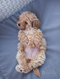 Barboncino toy femmina