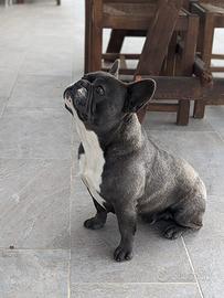 Bulldog francese per monta
