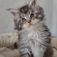 Cuccioli maine coon