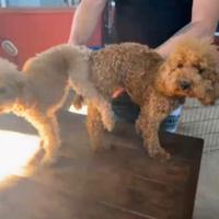 Barbone barboncino toy minitoy red