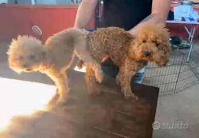 Barbone barboncino toy minitoy red