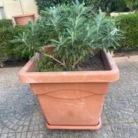 Vaso grande in plastica con pianta