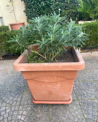 Vaso grande in plastica con pianta