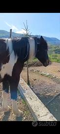 Cavallo