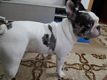 Bulldog francese merlè per monta