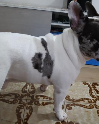 Bulldog francese merlè per monta