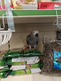 Cucciolo di cenerino