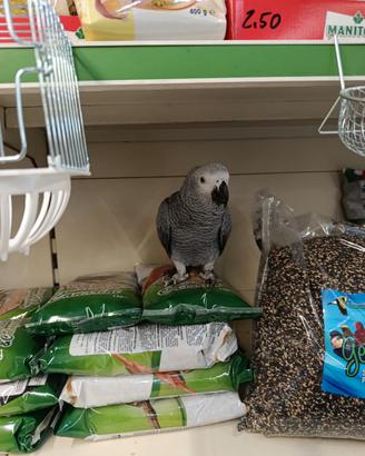 Cucciolo di cenerino