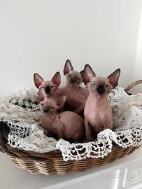 Cuccioli di Sphynx (Gatto Nudo)