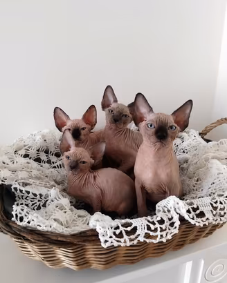 Cuccioli di Sphynx (Gatto Nudo)