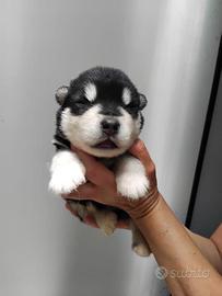 Cuccioli alaskan malamute