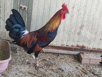 Galletto coronata siciliana