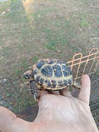 Tartaruga Horsfieldi di terra