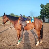 Appendix castrone 4 anni