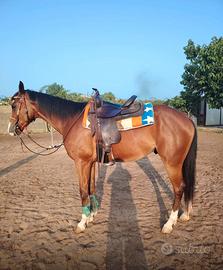 Appendix castrone 4 anni